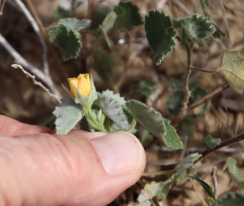 Wright's Indian Mallow