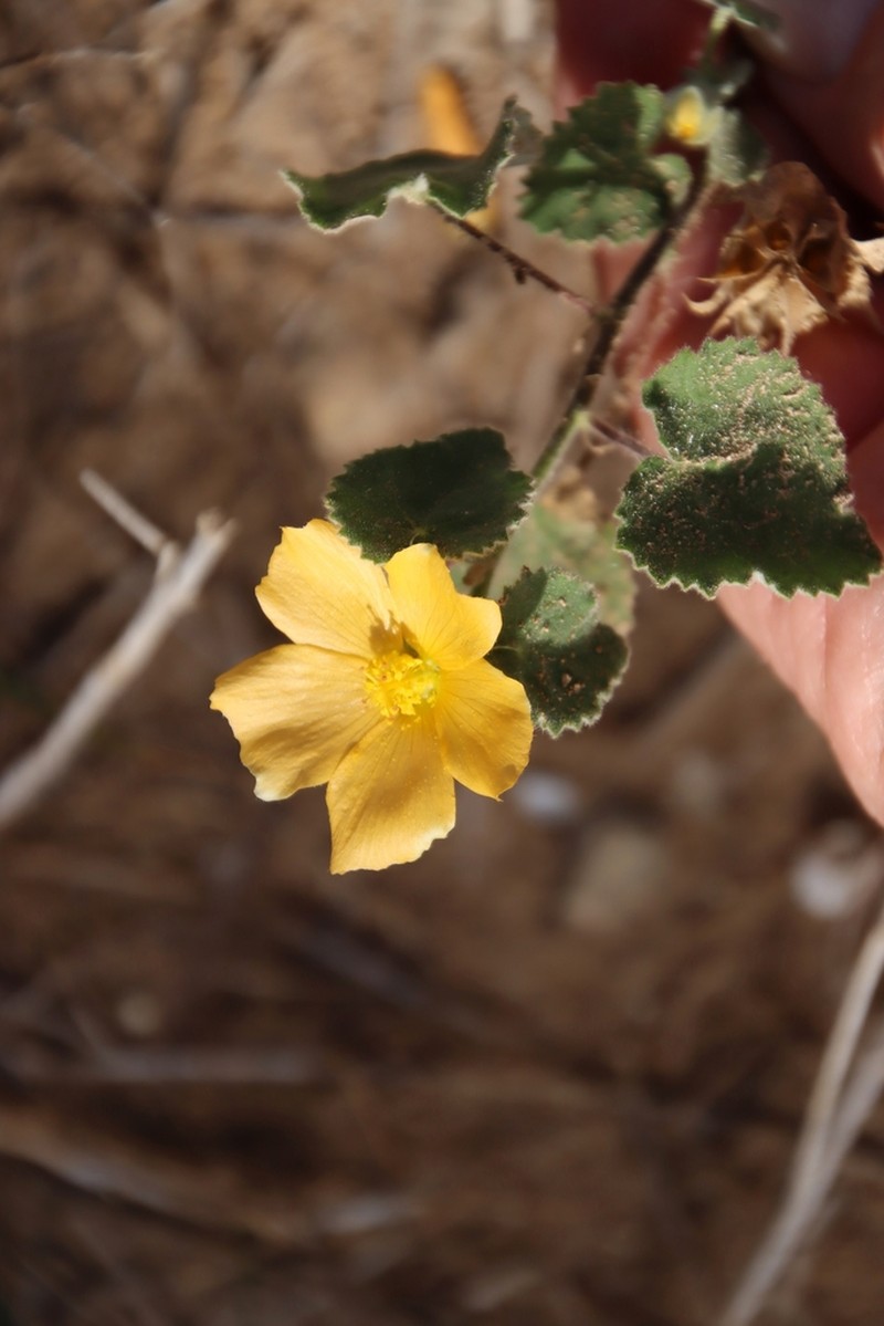 Wright's Indian Mallow photo 2