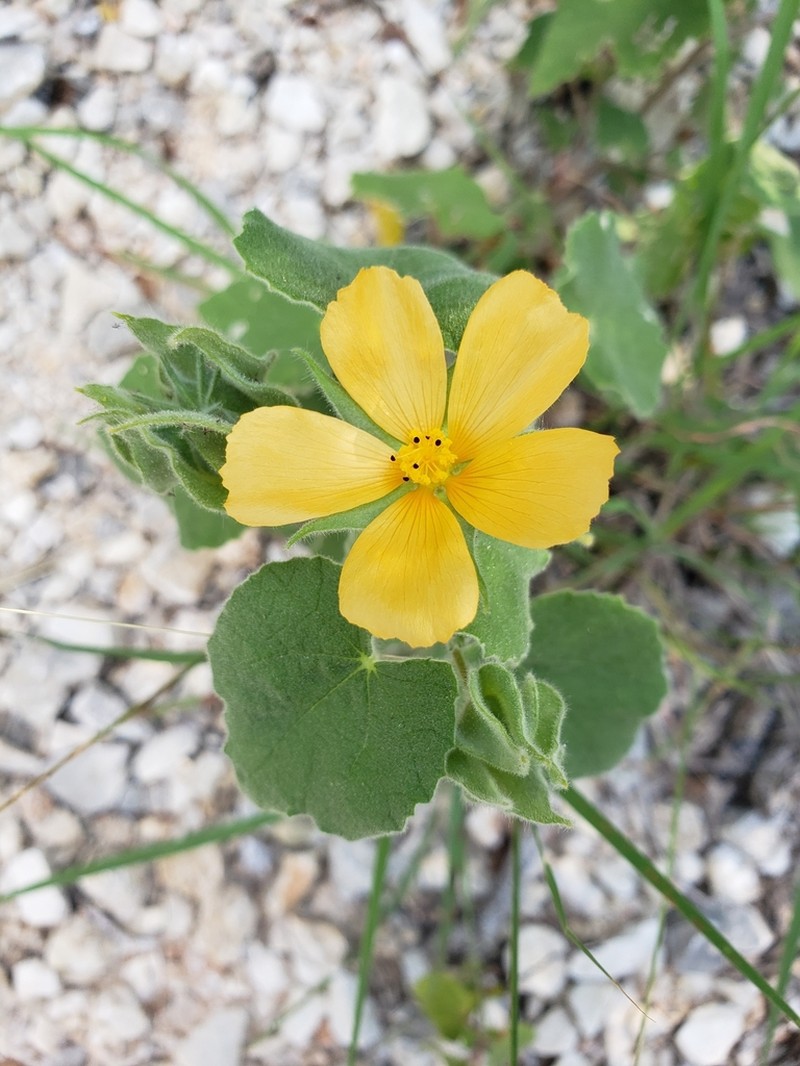 Wright's Indian Mallow photo 3