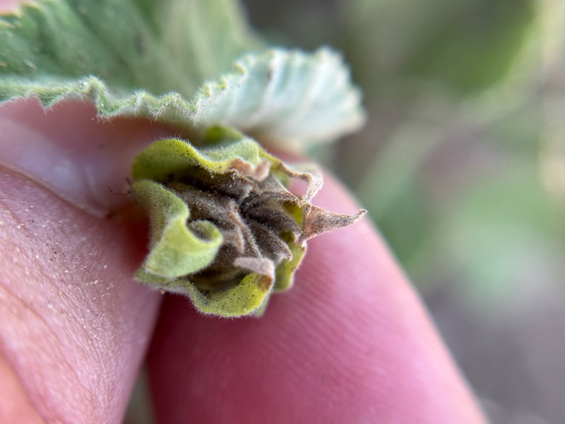 Wright's Indian Mallow photo 4