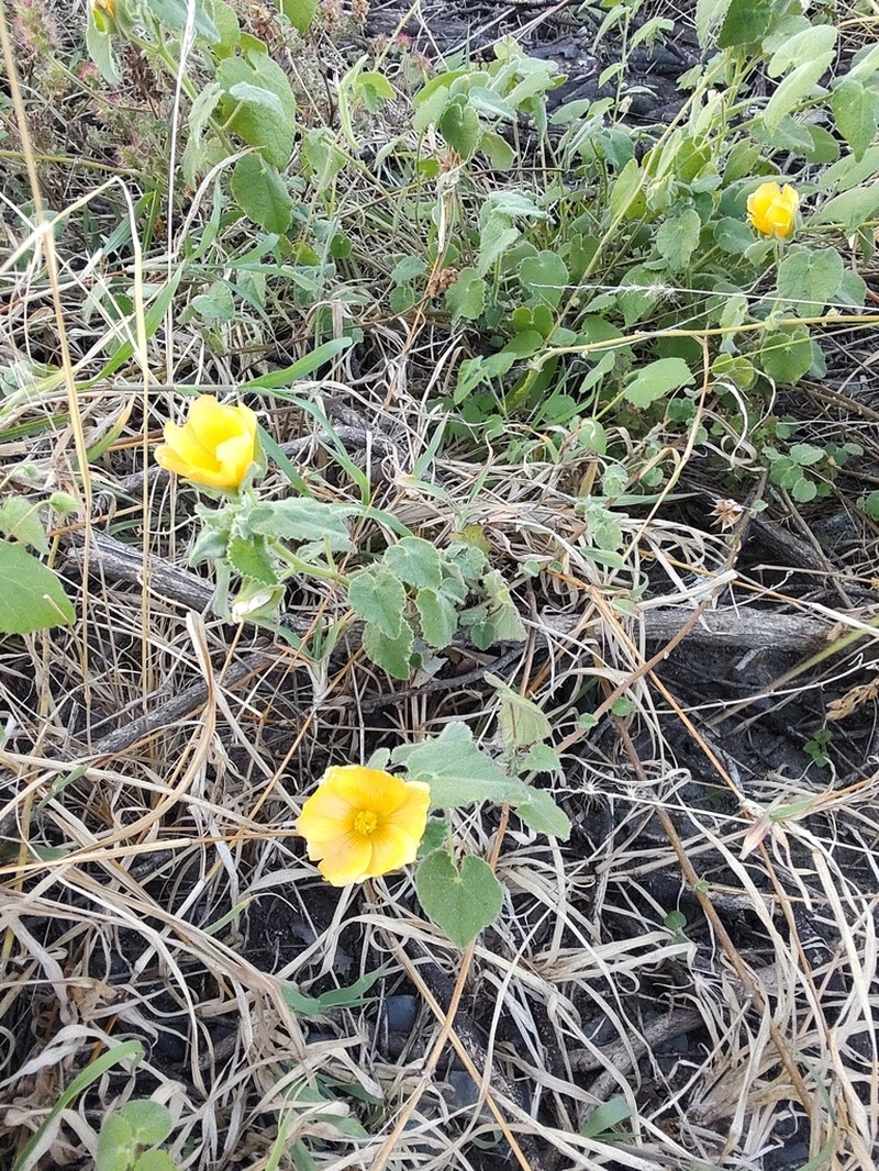 Wright's Indian Mallow photo 5