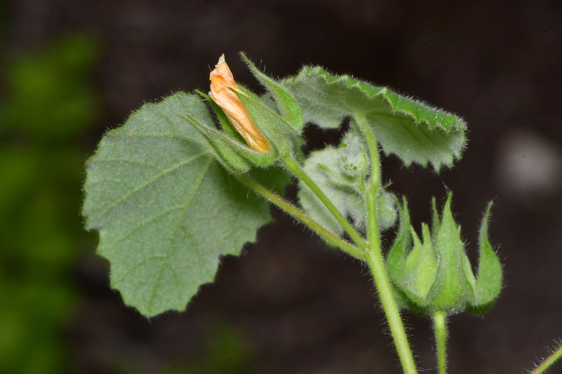 Wright's Indian Mallow photo 6