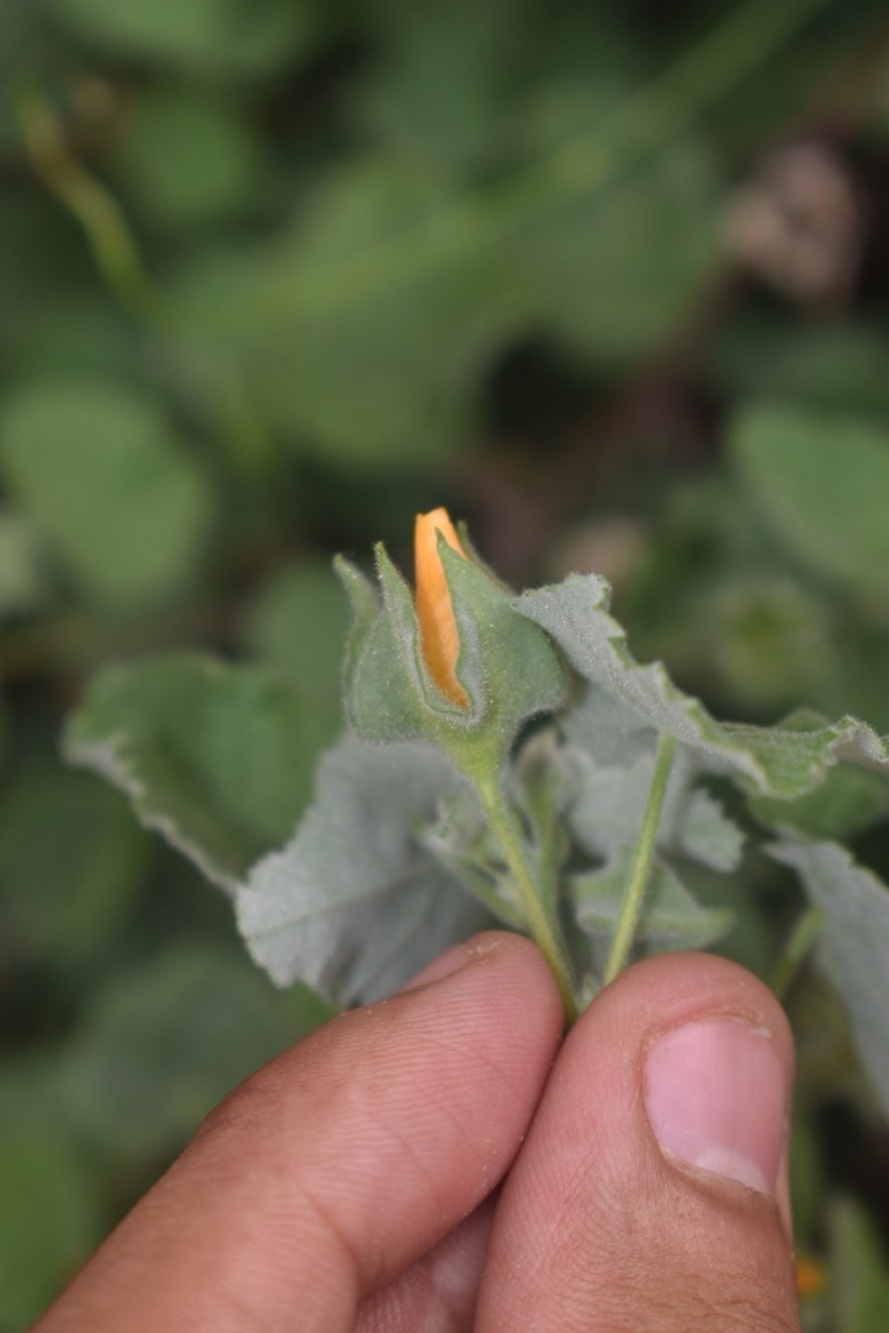 Wright's Indian Mallow photo 7