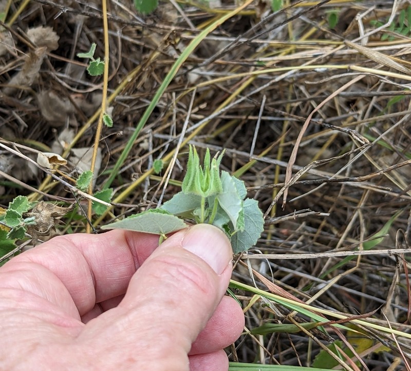 Wright's Indian Mallow photo 8