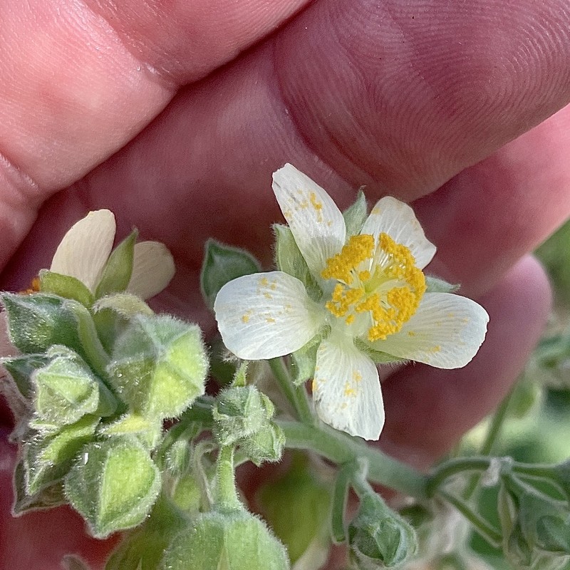 Abutilon xanti