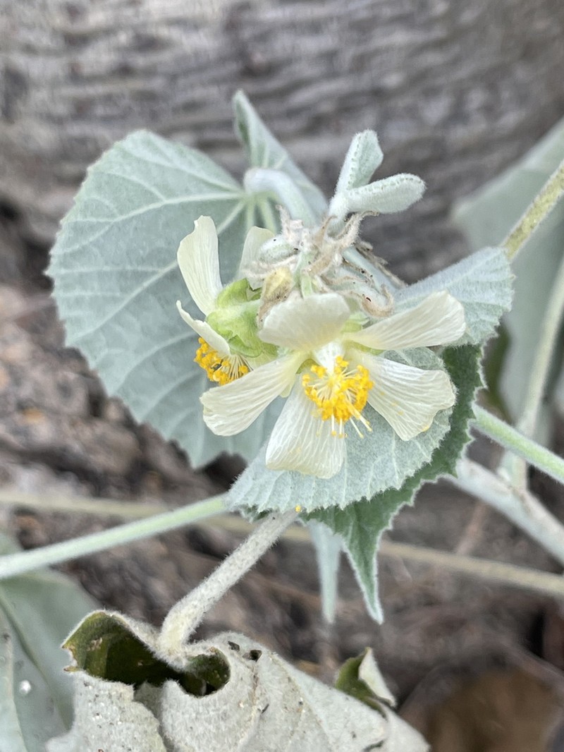 Abutilon xanti photo 2