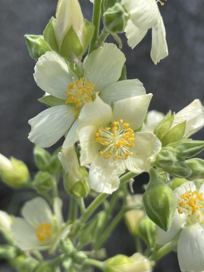 Abutilon xanti photo 4