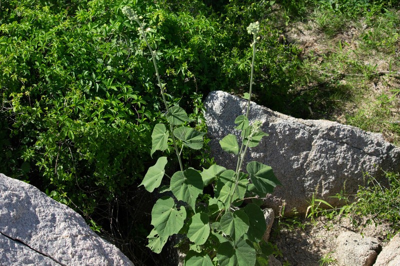 Abutilon xanti photo 5