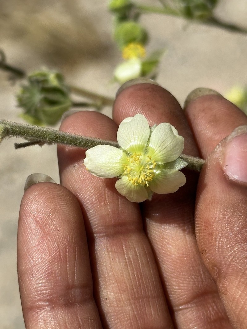 Abutilon xanti photo 6