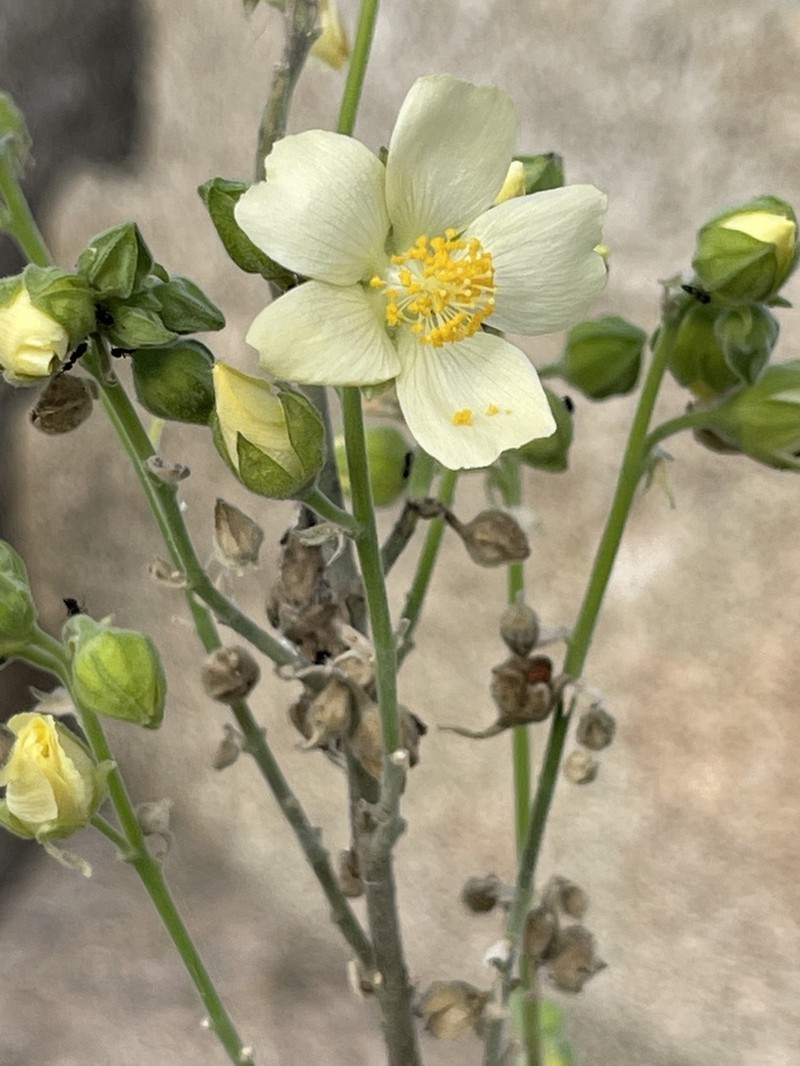 Abutilon xanti photo 7