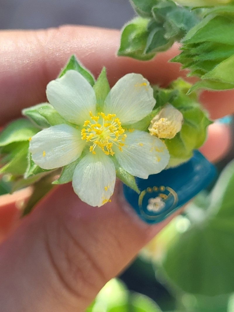 Abutilon xanti photo 8