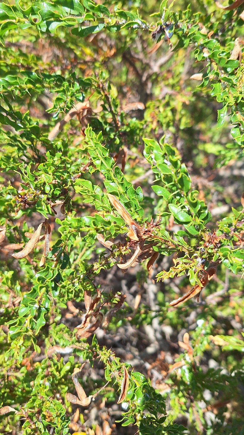 Acacia × barteriana