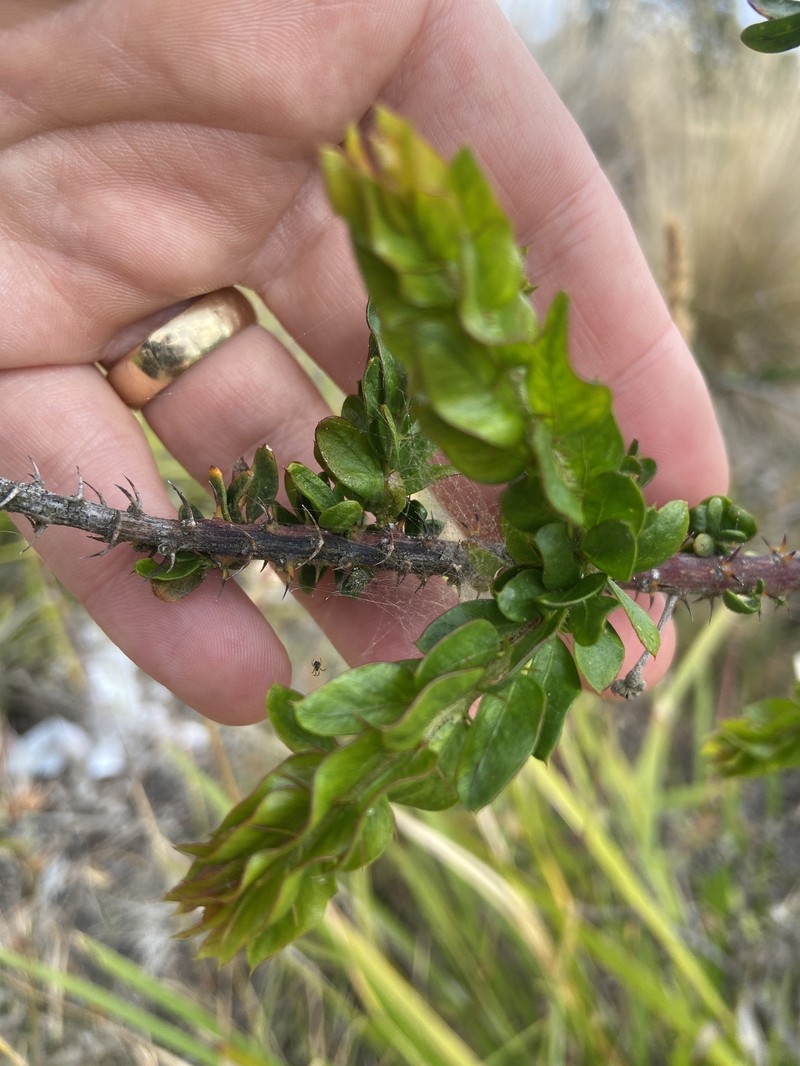 Acacia × barteriana photo 2