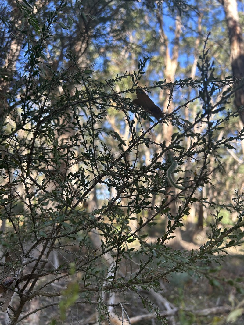 Acacia × barteriana photo 3