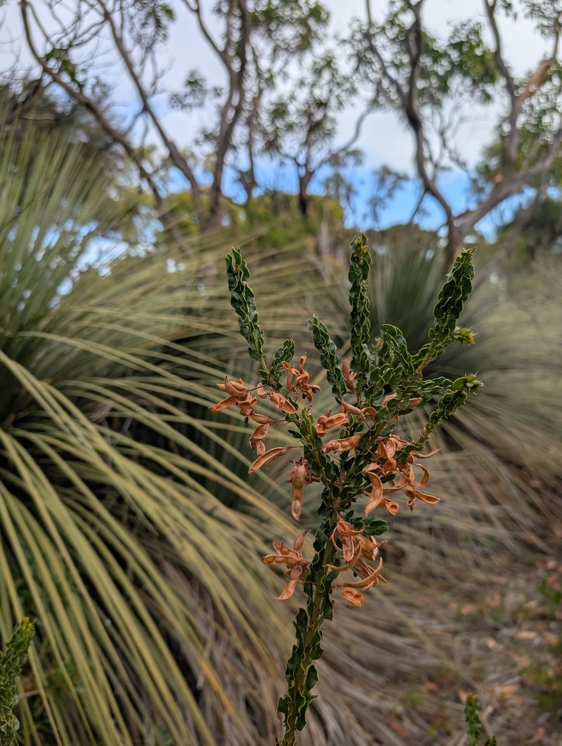 Acacia × barteriana photo 4
