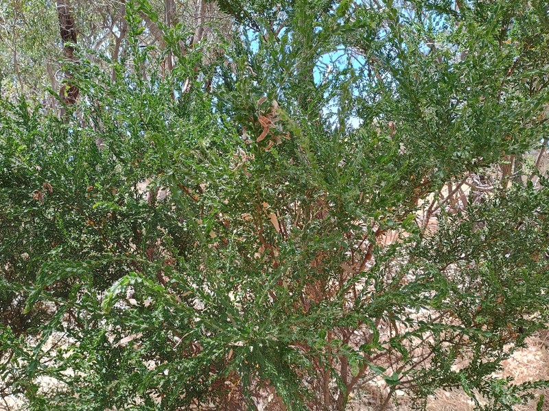 Acacia × barteriana photo 5