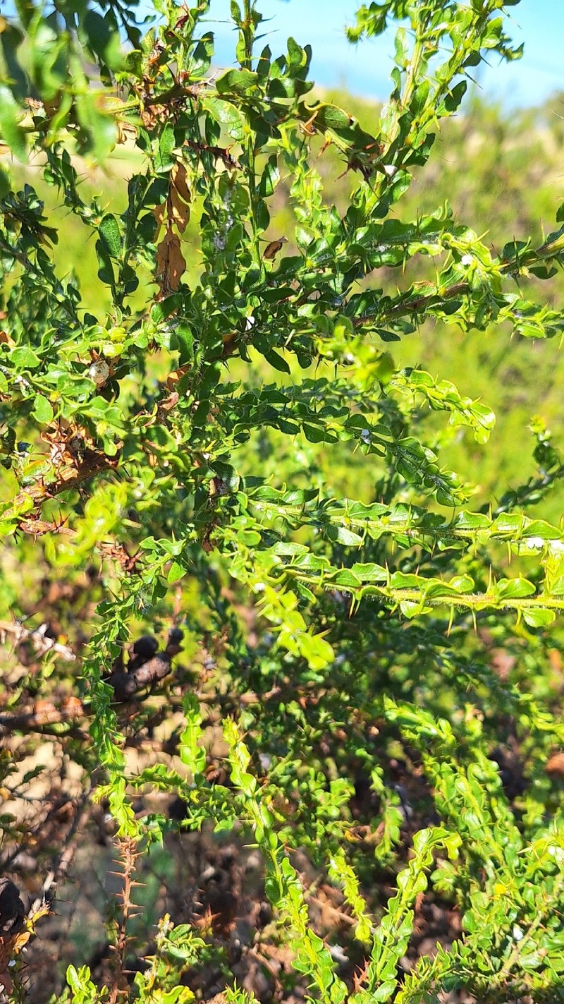 Acacia × barteriana photo 6
