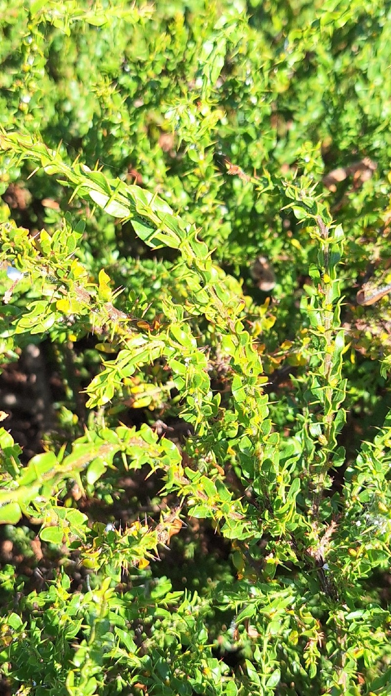 Acacia × barteriana photo 7
