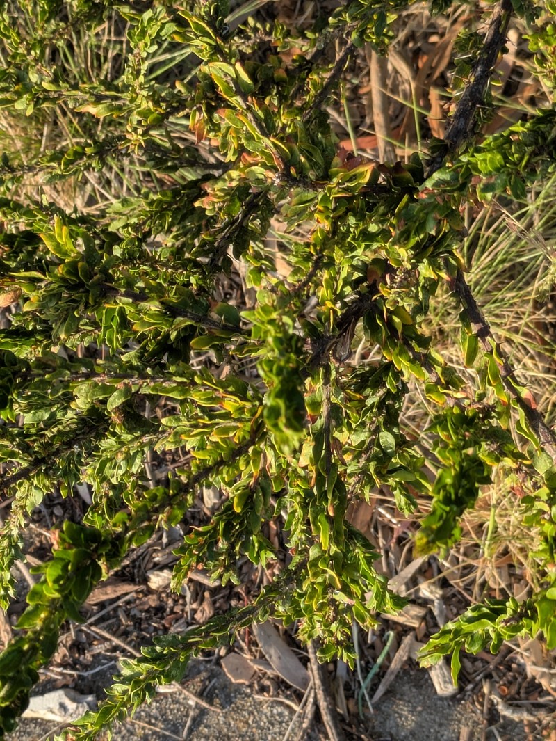 Acacia × barteriana photo 8
