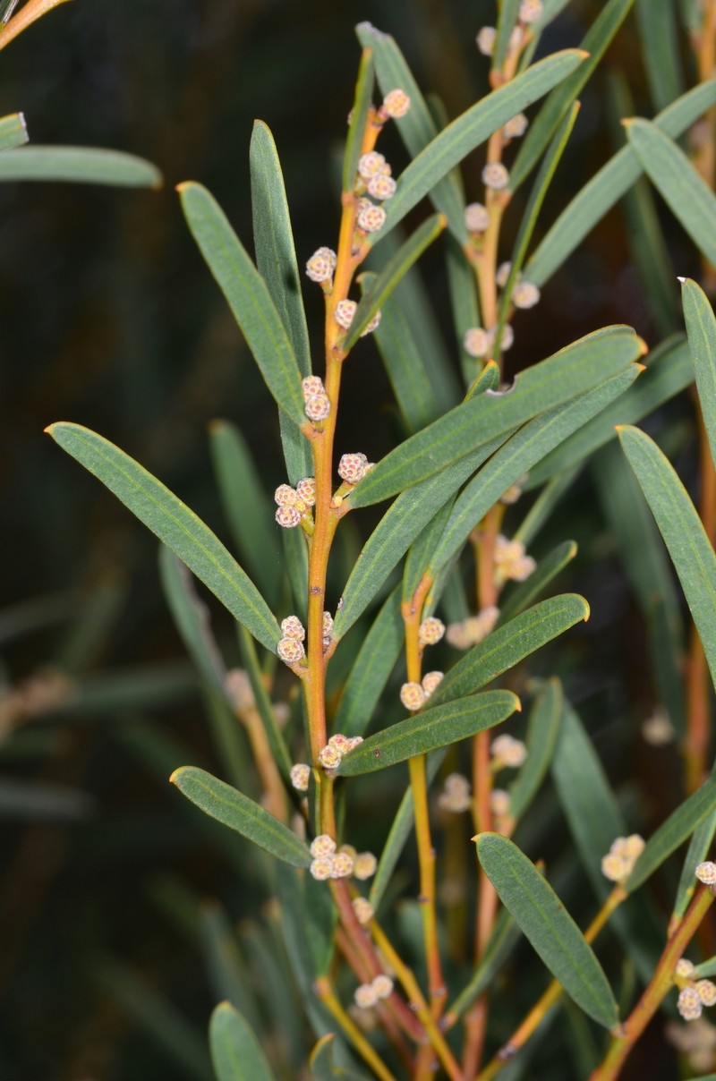 Acacia × grayana