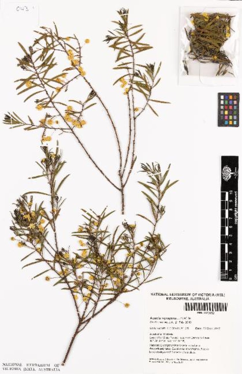 Acacia × grayana photo 3