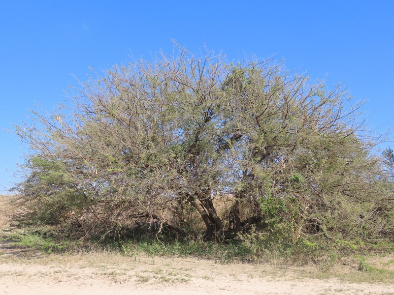 Acacia × tristis