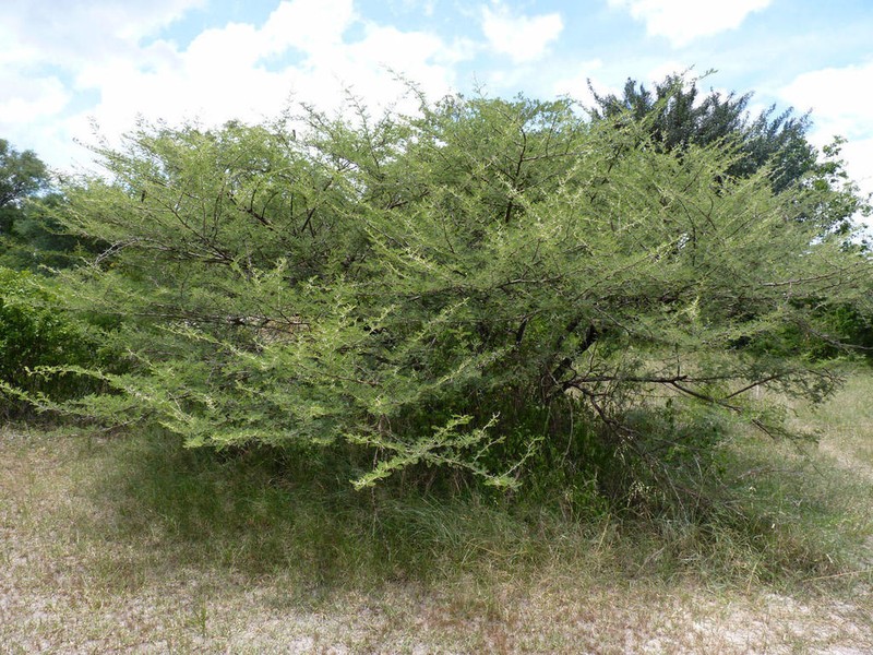 Acacia × tristis photo 2