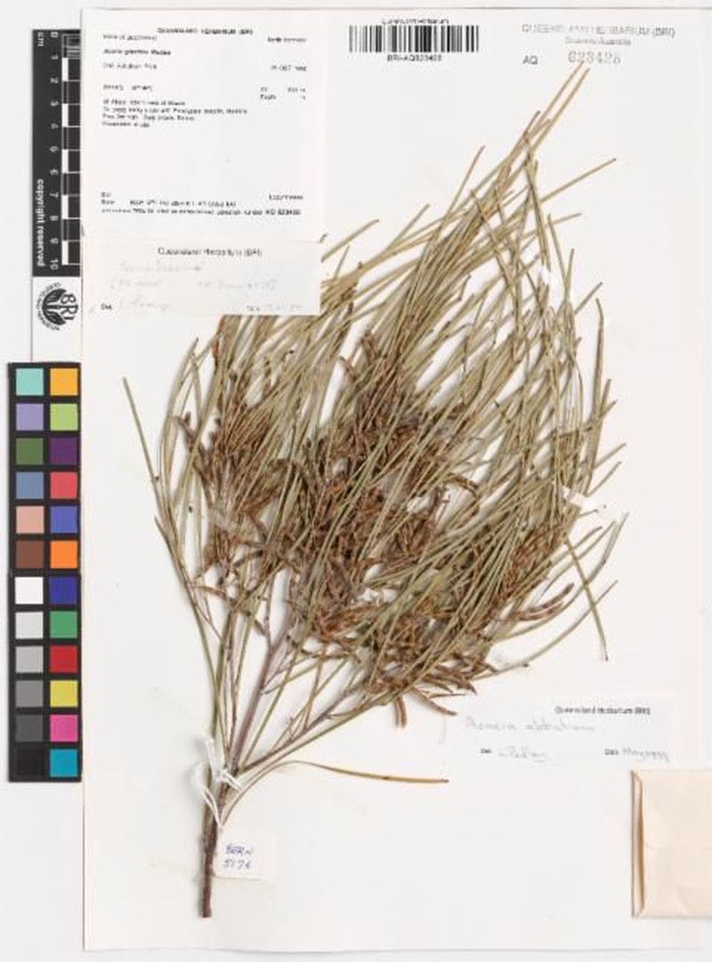 Acacia abbatiana