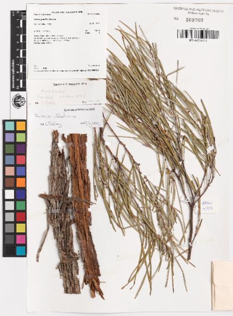Acacia abbatiana photo 2