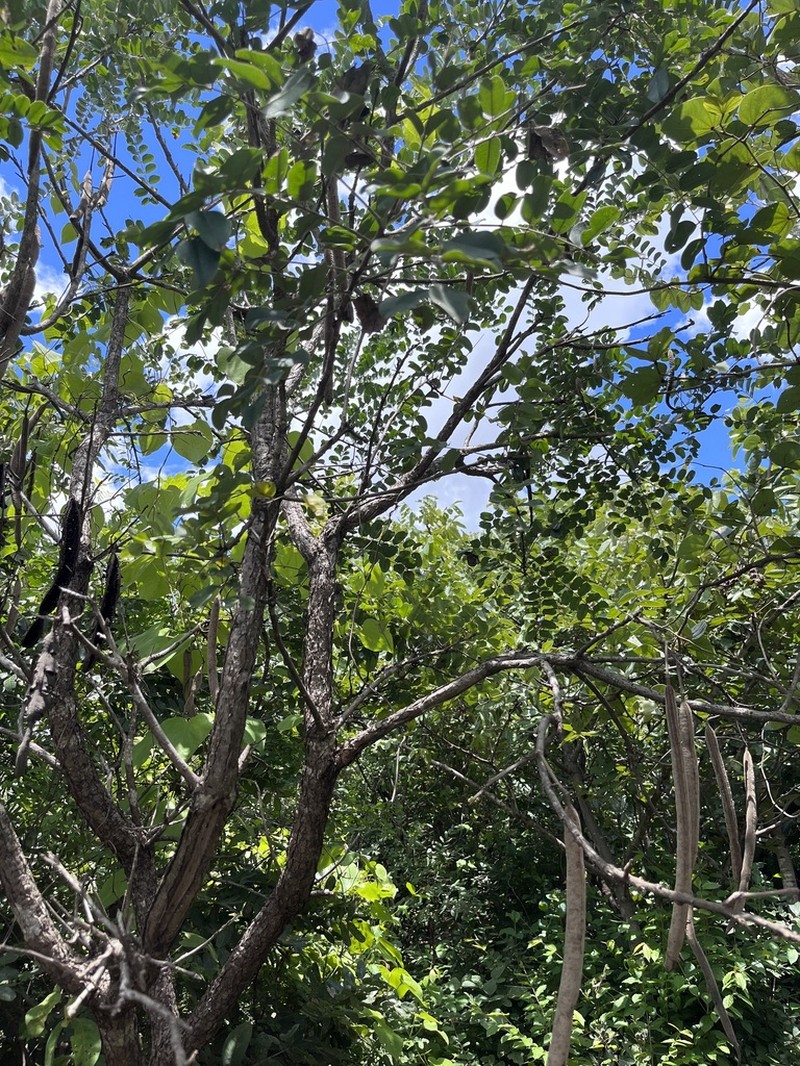 Acacia abbreviata photo 4