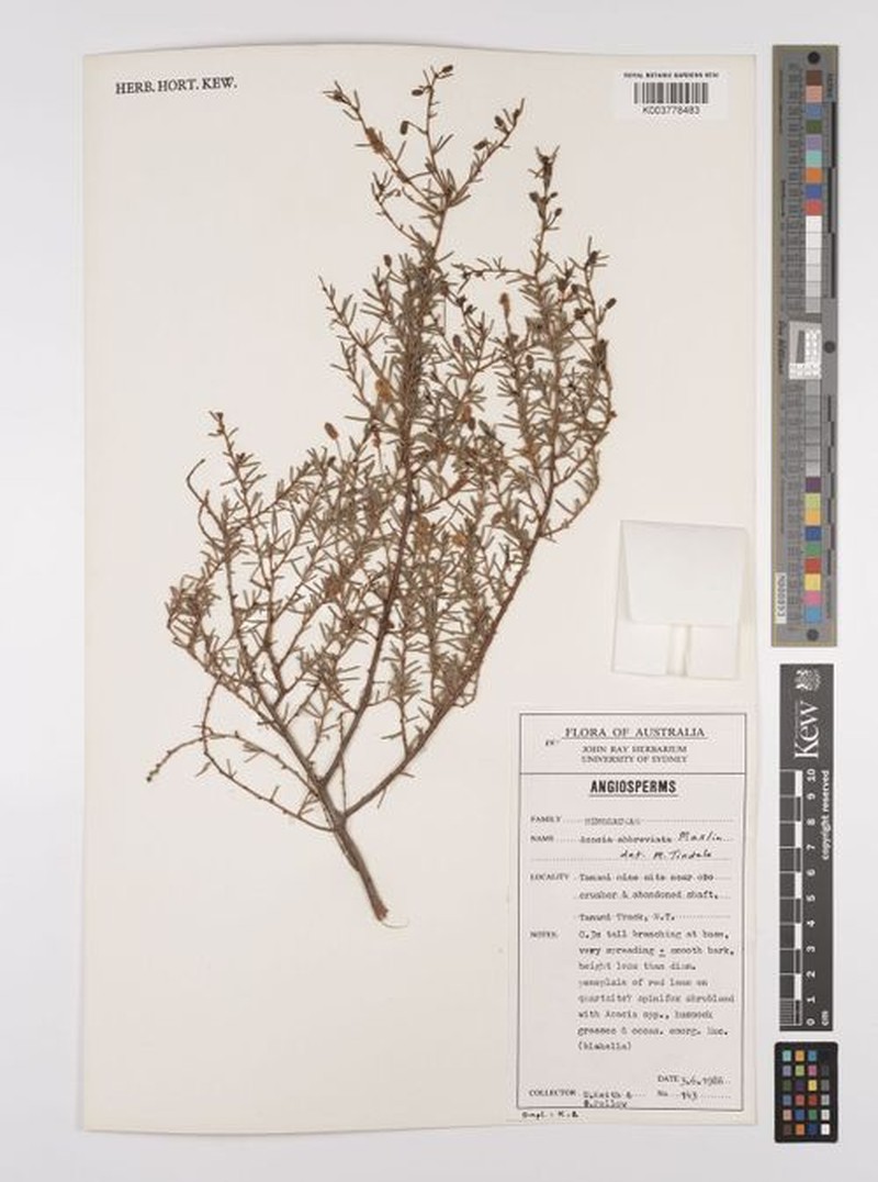 Acacia abbreviata