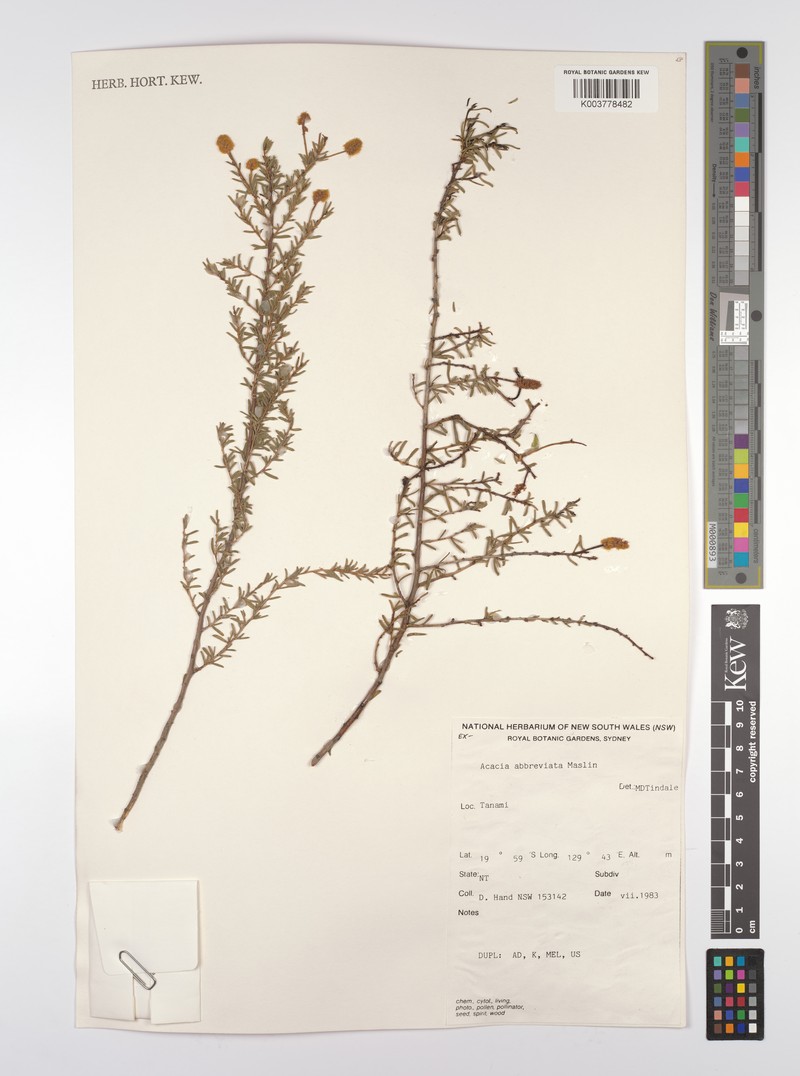 Acacia abbreviata photo 2