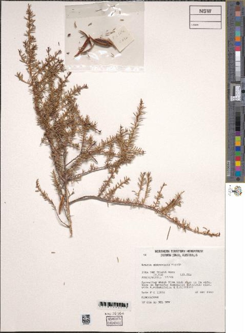 Acacia abbreviata photo 3