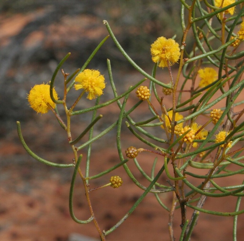 Acacia abrupta photo 2