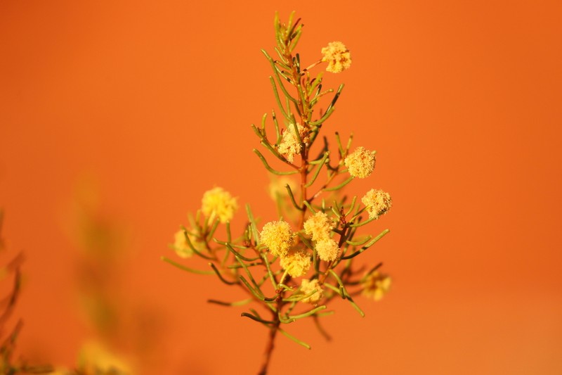 Acacia abrupta photo 3