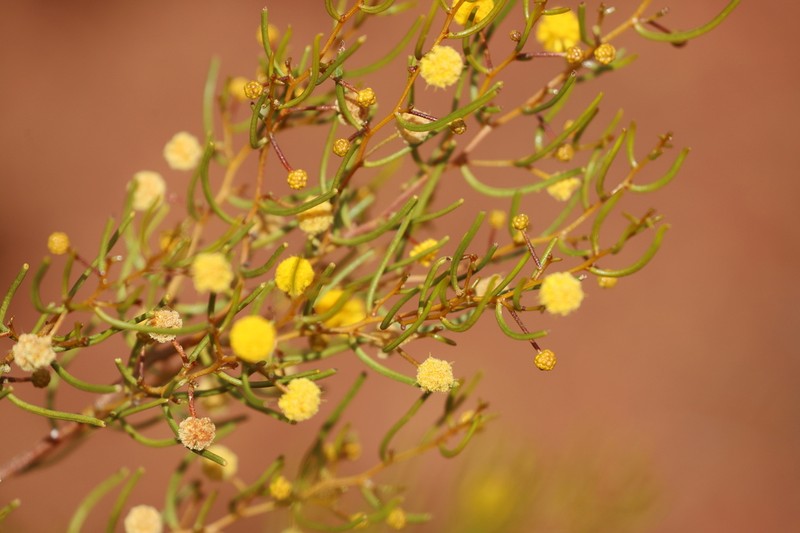 Acacia abrupta photo 4