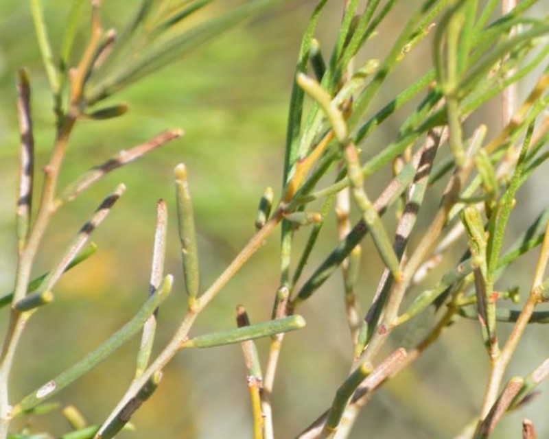 Acacia abrupta photo 5
