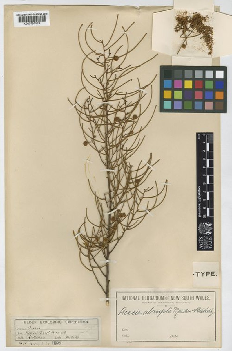 Acacia abrupta