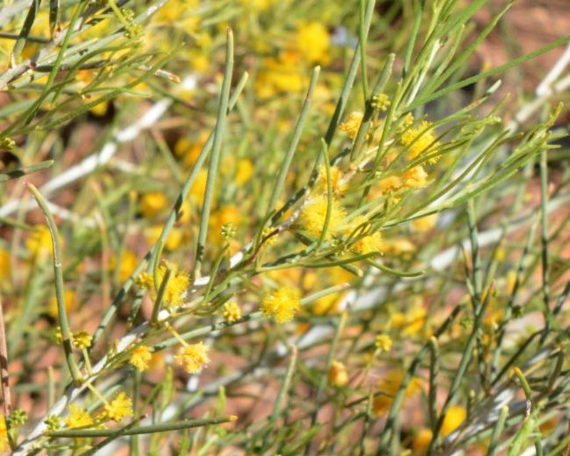 Acacia abrupta photo 2