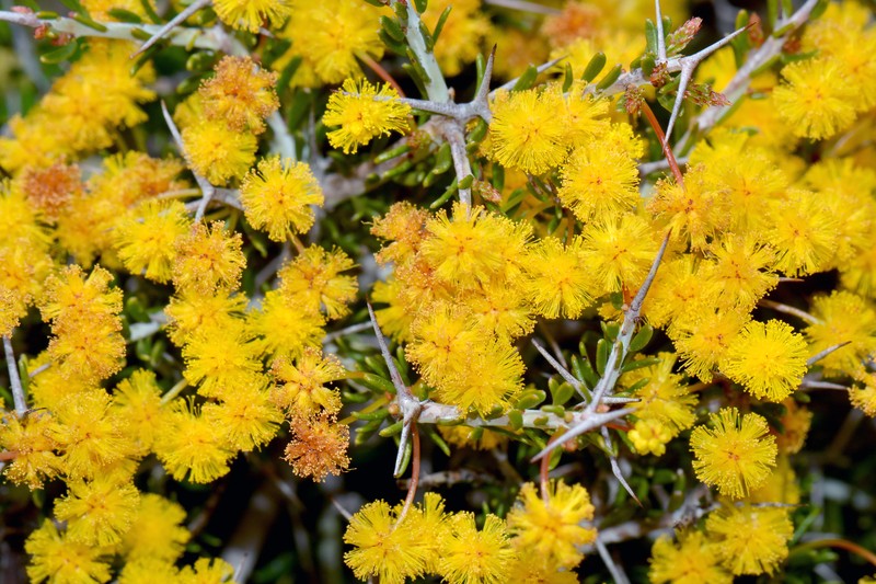 Acacia acanthaster