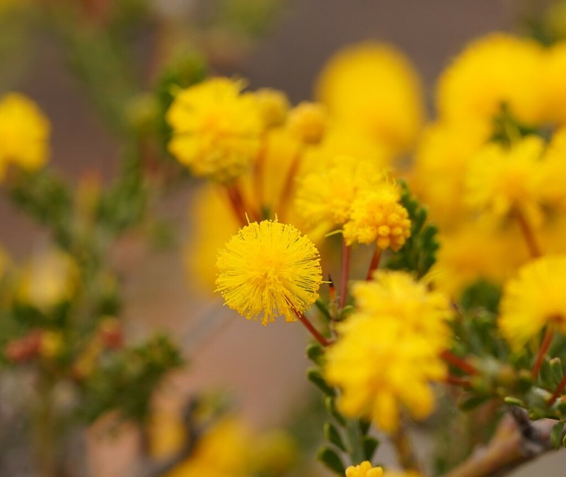 Acacia acanthoclada photo 2