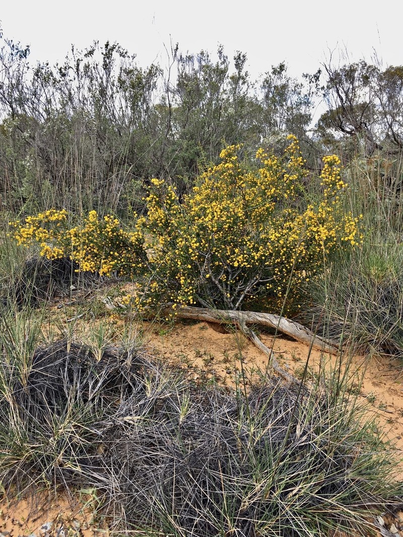 Acacia acanthoclada photo 3