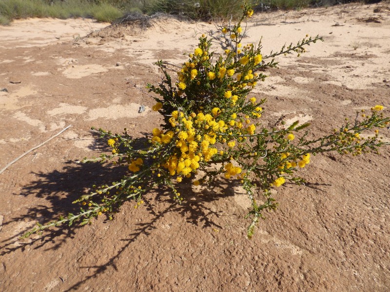 Acacia acanthoclada photo 4