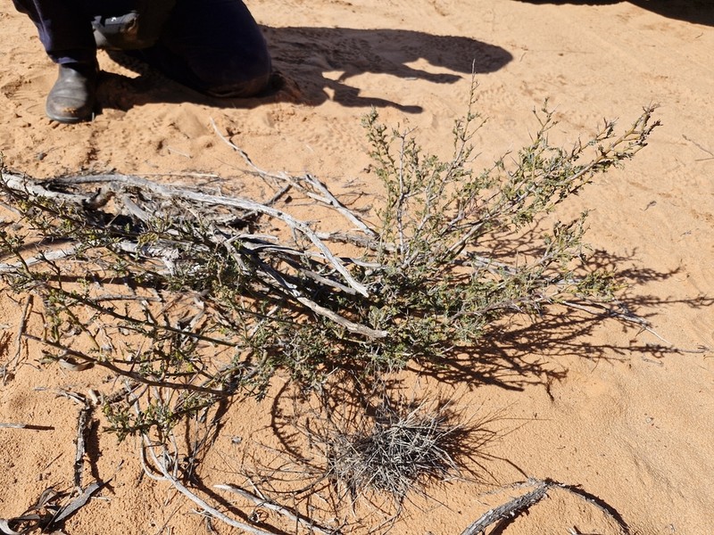 Acacia acanthoclada photo 5