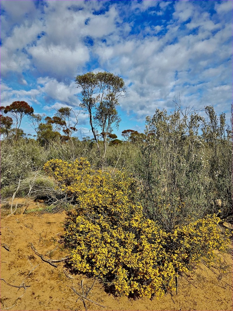 Acacia acanthoclada photo 6