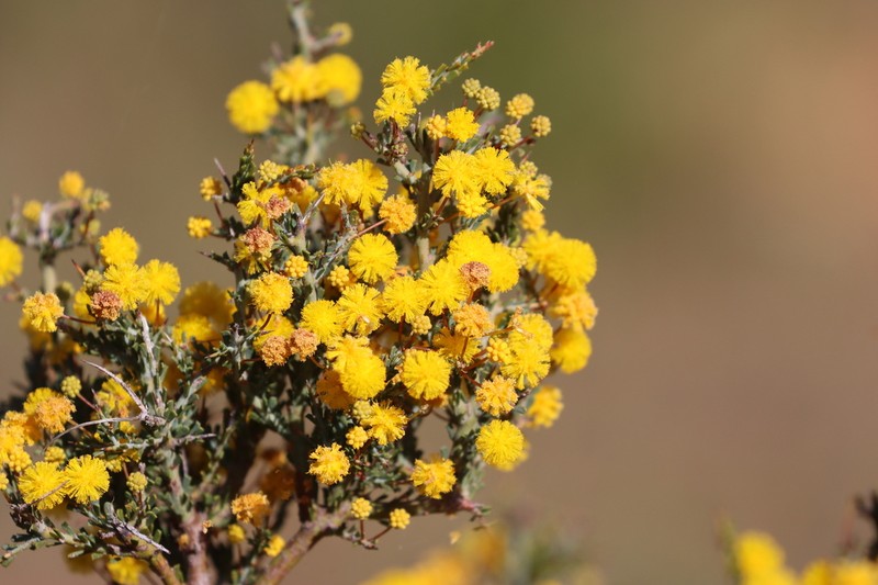 Acacia acanthoclada photo 7