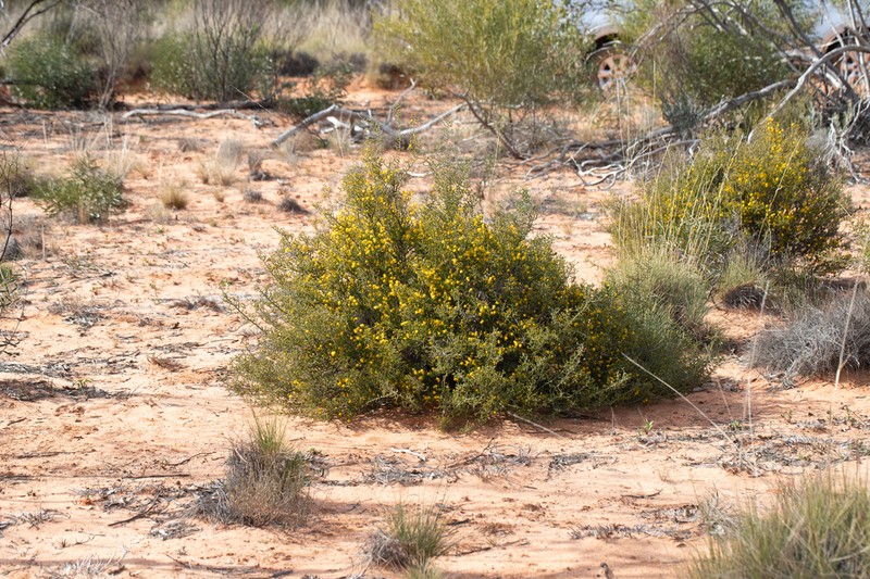 Acacia acanthoclada photo 8