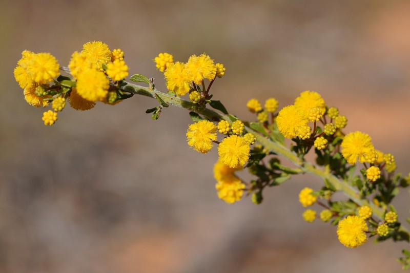 Acacia acanthoclada subsp. acanthoclada
