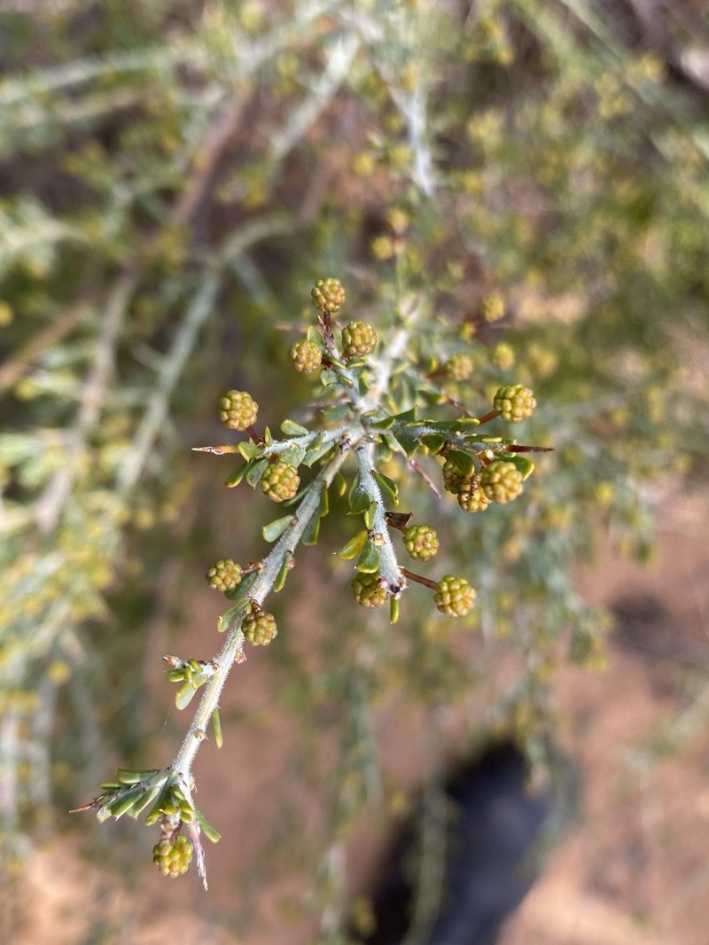 Acacia acanthoclada subsp. acanthoclada photo 2