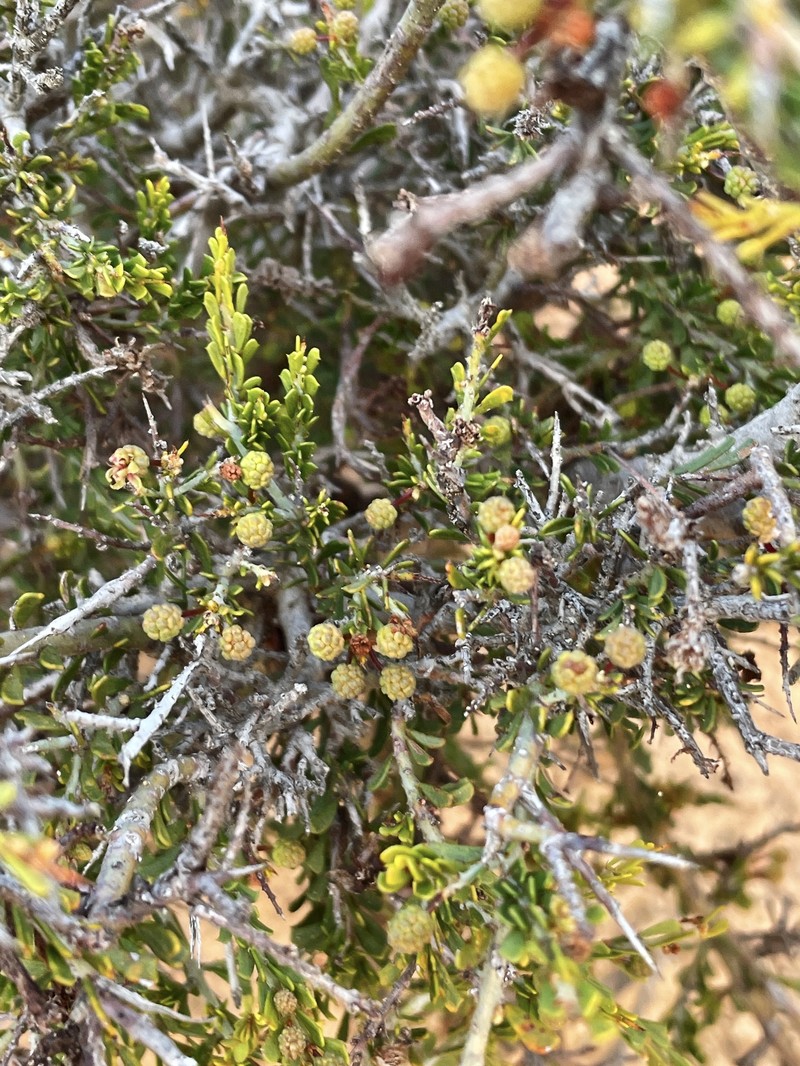 Acacia acanthoclada subsp. acanthoclada photo 3
